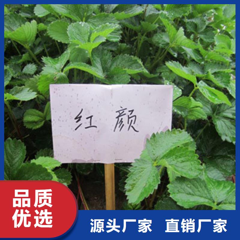 阜沙镇牛奶草莓苗价格