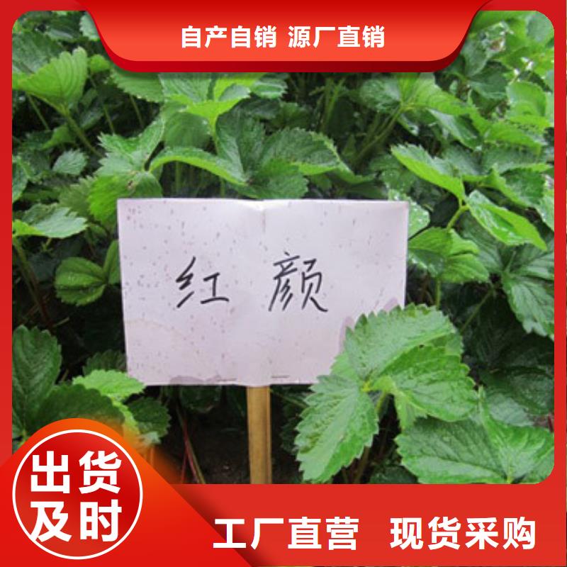 香野草莓苗哪里有