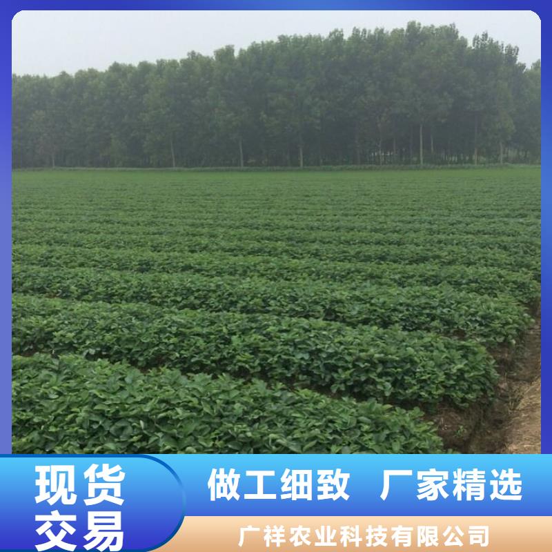 法兰地草莓苗价格合理的厂家