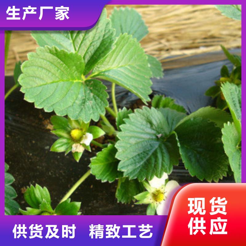 批发甜宝草莓苗找广祥农业科技有限公司