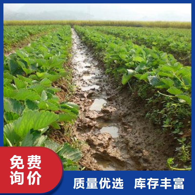 草莓苗果树苗厂家案例