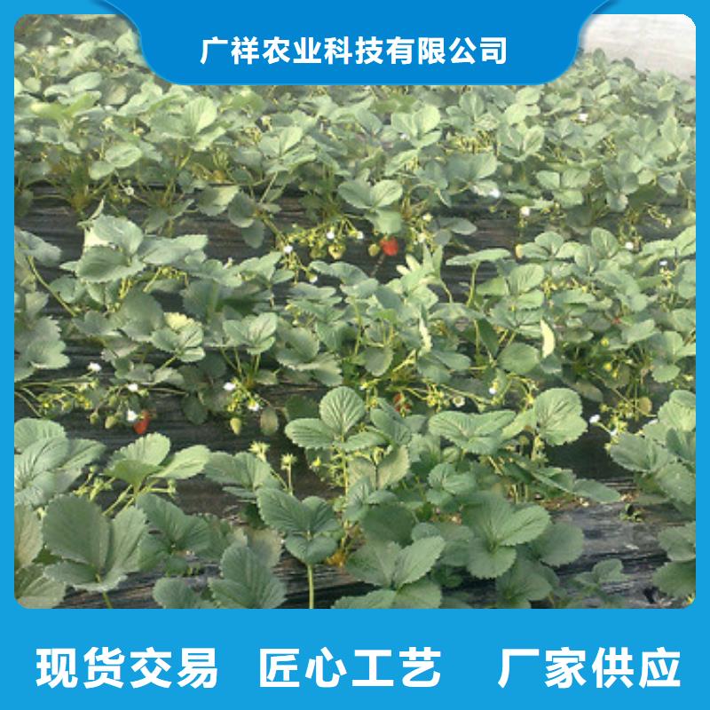 牛奶草莓苗-实力商家