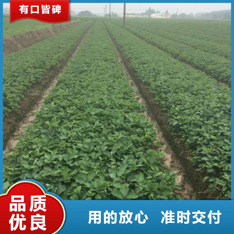 永平脱毒草莓苗产品介绍