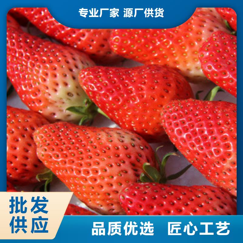 圣诞红草莓苗甄选厂家