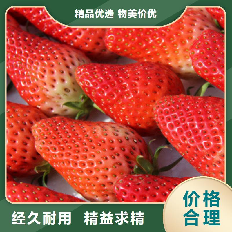 哪里出售章姬草莓苗，章姬草莓苗批发