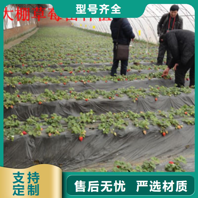 哪里批发桃熏草莓苗，桃熏草莓苗基地批发