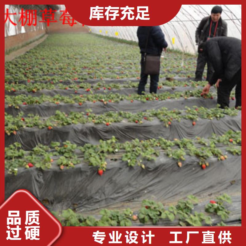 【草莓苗】-樱桃苗基地常年出售
