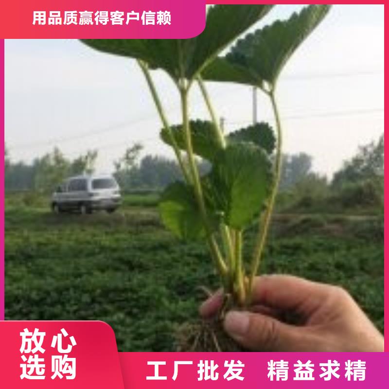 脱毒草莓苗产地直销