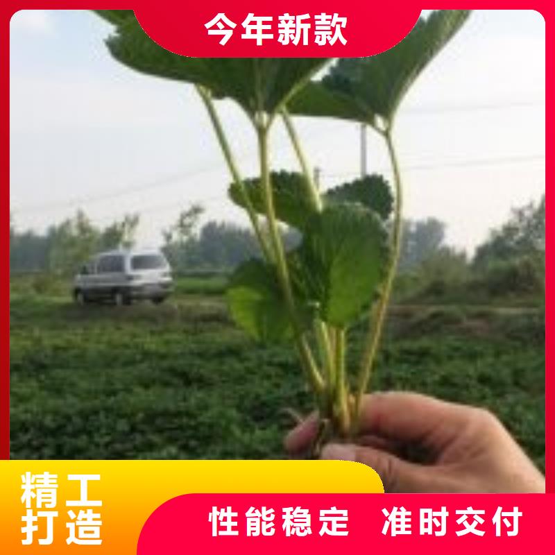 奶油草莓苗批发