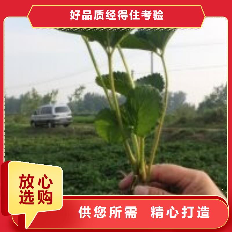 草莓苗油桃树苗专注质量
