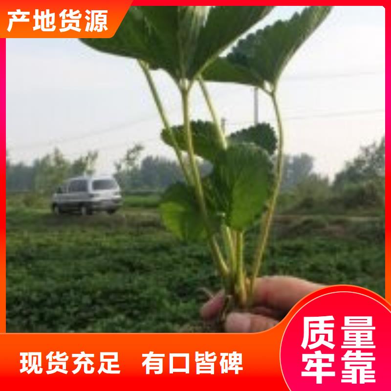 圣诞红草莓苗多重优惠