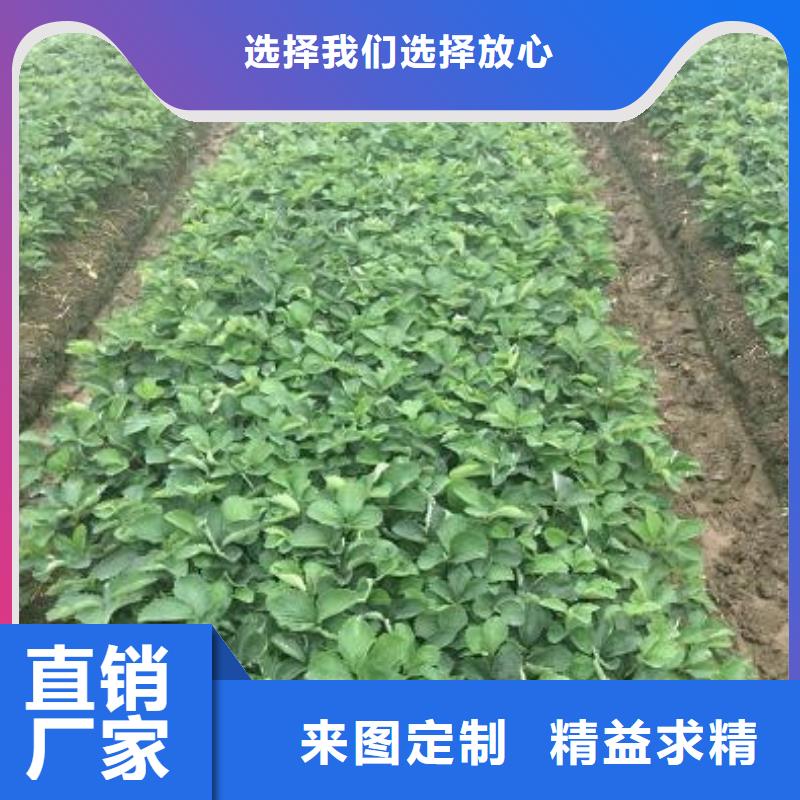 温县奶油草莓苗多少钱一棵