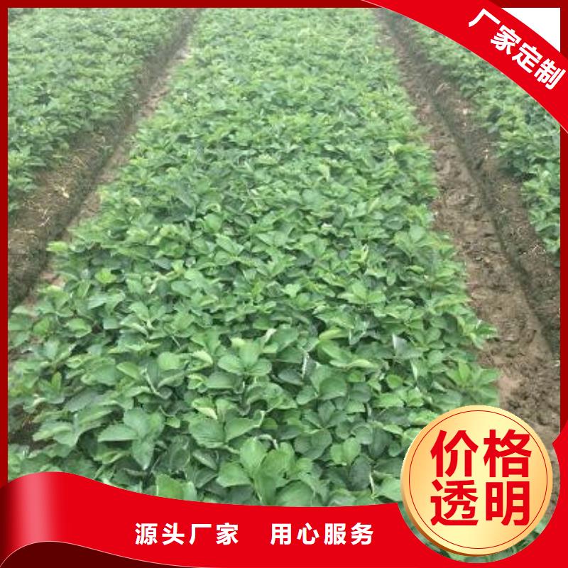 南区街道甜查理草莓苗育苗厂家