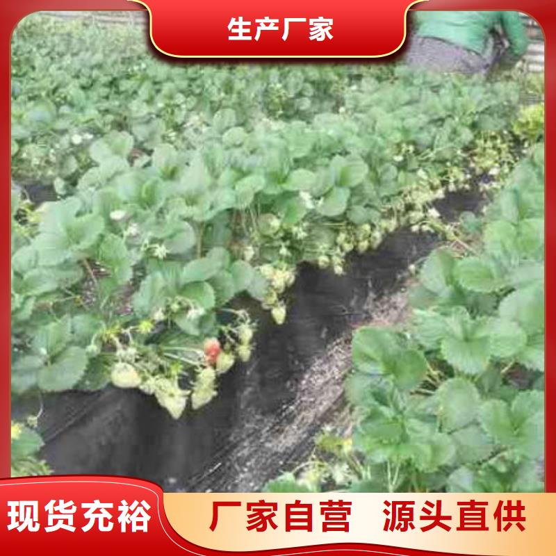 草莓苗【樱桃苗基地】产地直供
