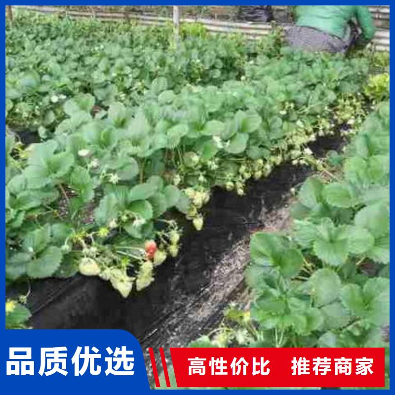 澄迈县红99草莓苗供应商报价