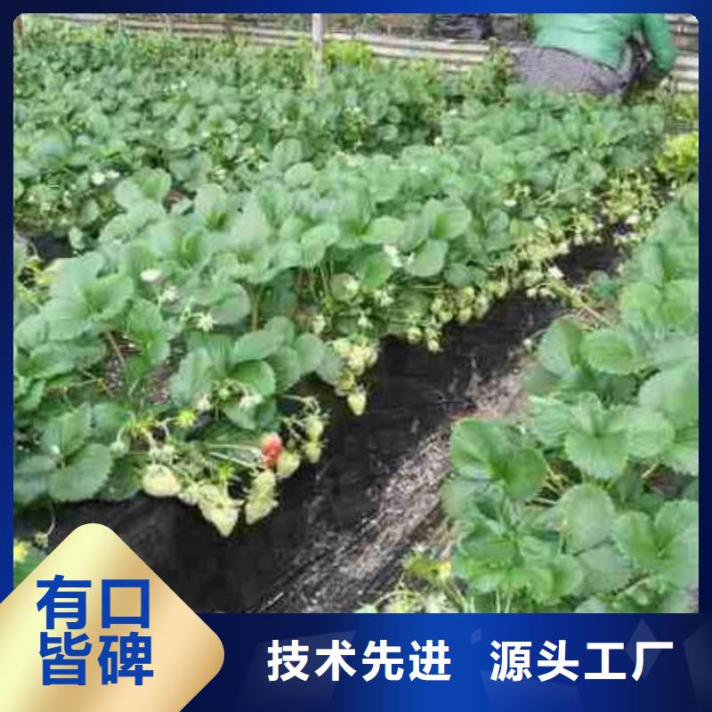 草莓苗香梨树苗好货采购