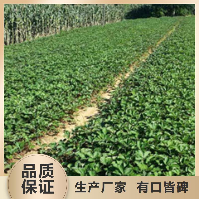 五桂山街道哪里有圣诞红草莓苗，圣诞红草莓苗亩产多少