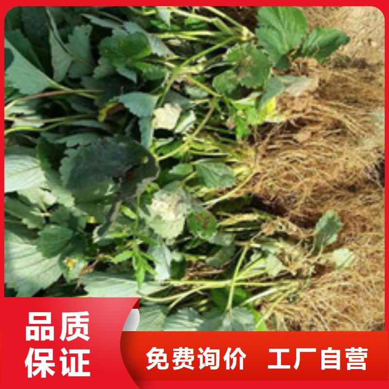 草莓苗黄桃树苗一站式采购
