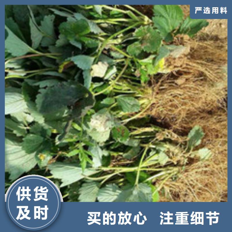 万宁市白草莓苗种植品种选择