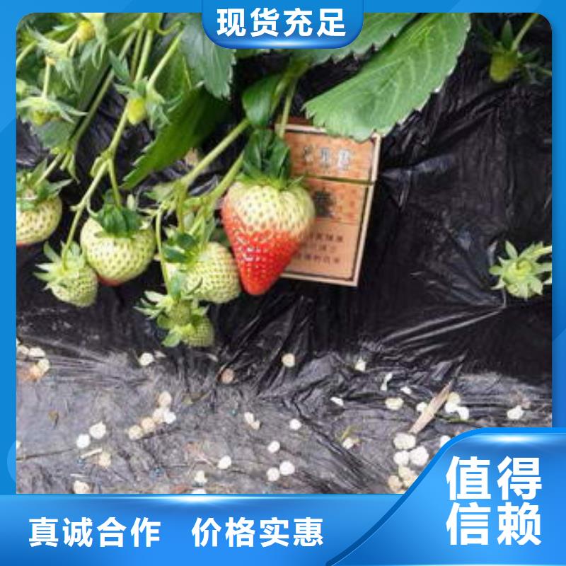 脱毒草莓苗厂家供应