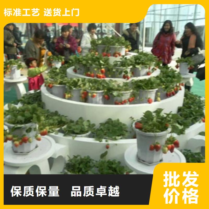 四季草莓苗大量供应