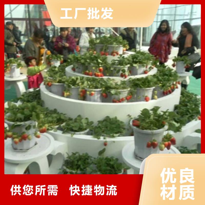 妙香草莓苗2025已更新(今日/)