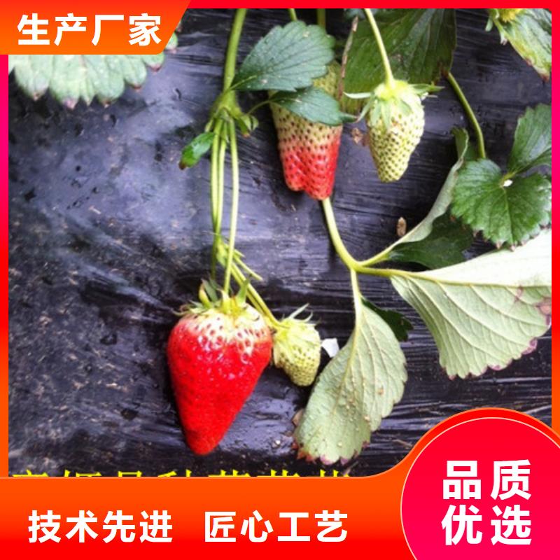 甜查理草莓苗-钜惠来袭