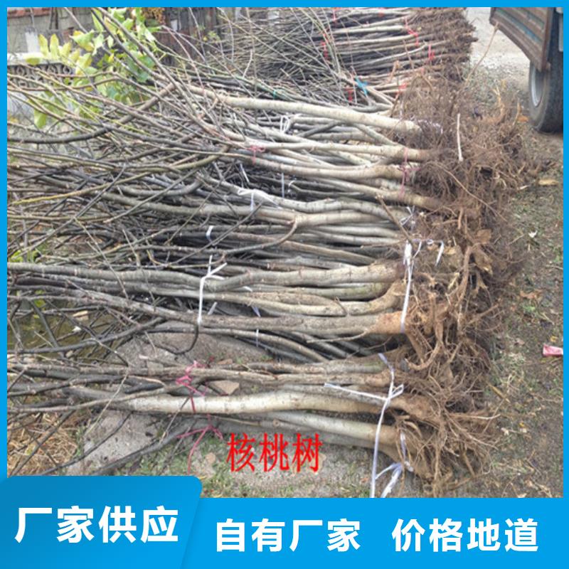 嫁接核桃苗价格多少