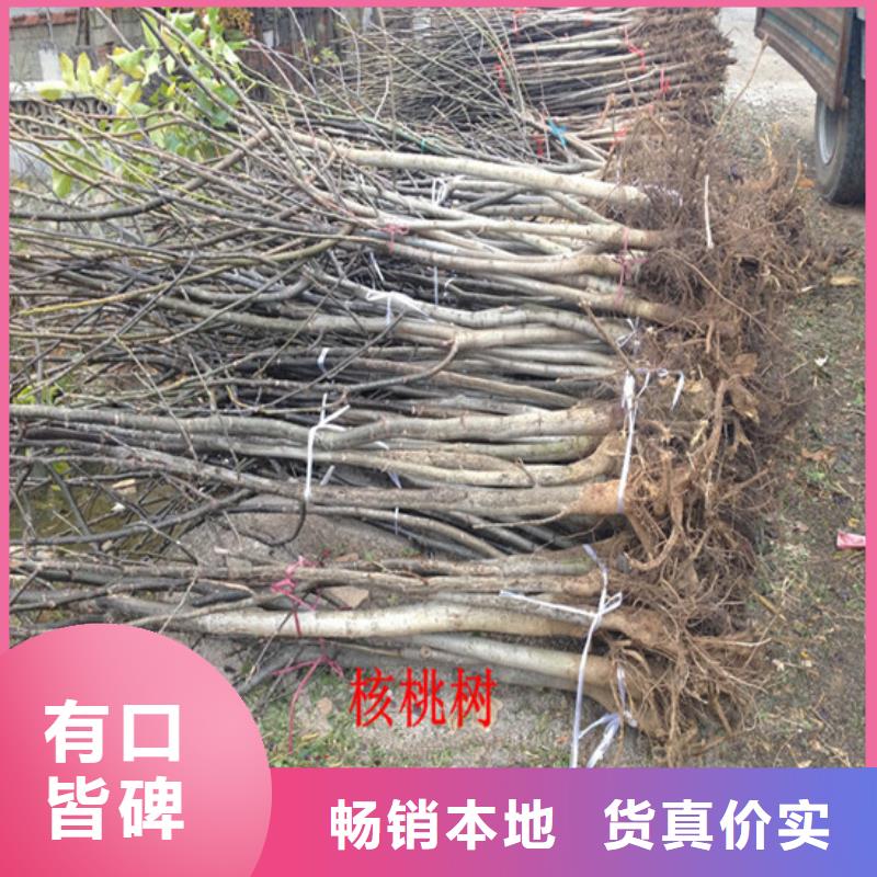 【核桃苗】_果树苗生产加工