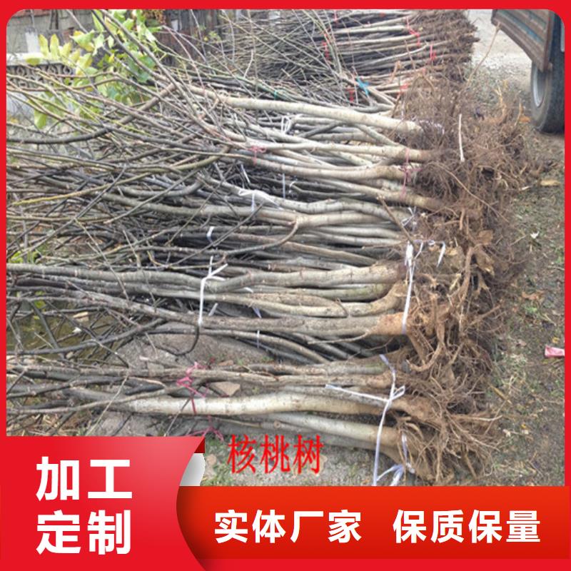 核桃苗大棚草莓苗服务始终如一