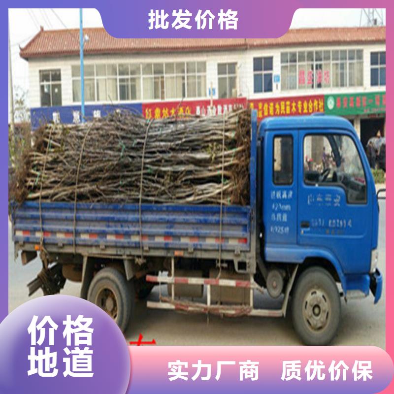 核桃苗蜂糖李子树苗工厂直供