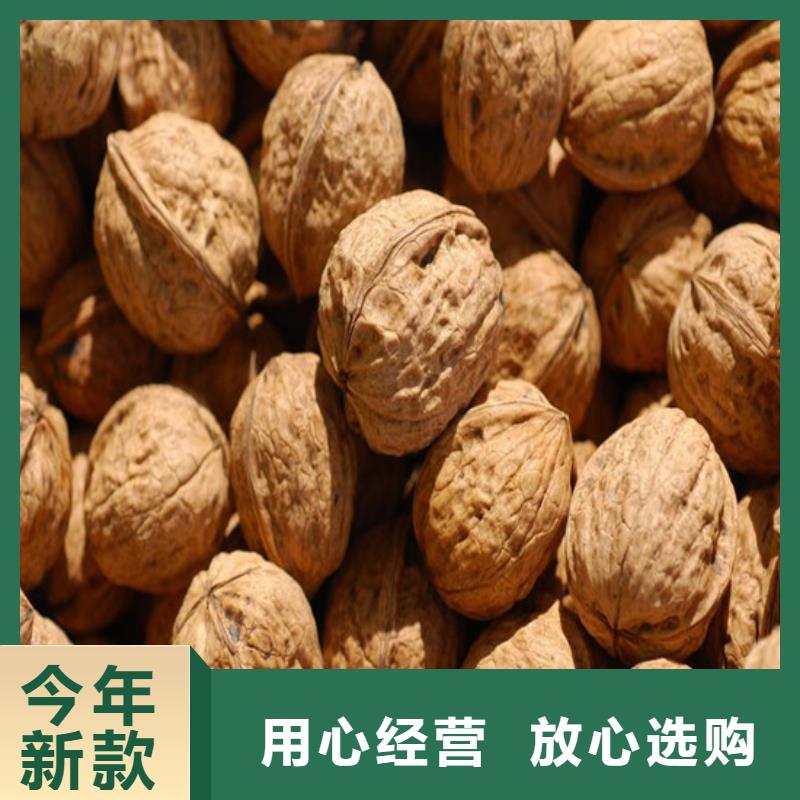 清香核桃苗哪里纯正