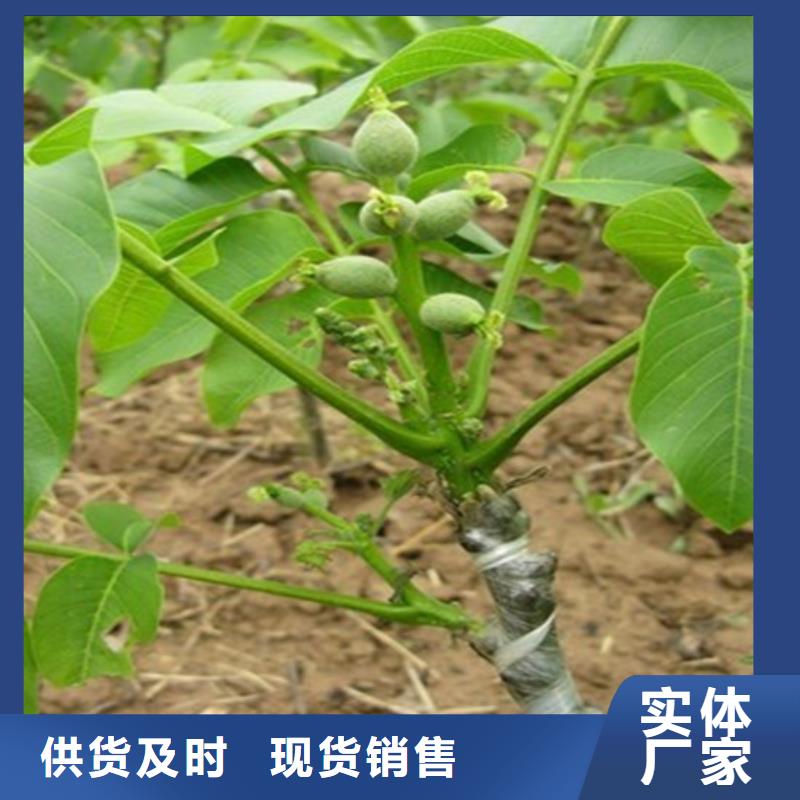 核桃苗板栗苗物美价优
