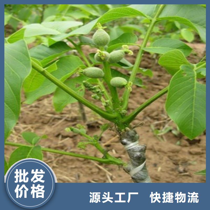 核桃苗大棚草莓苗出货及时