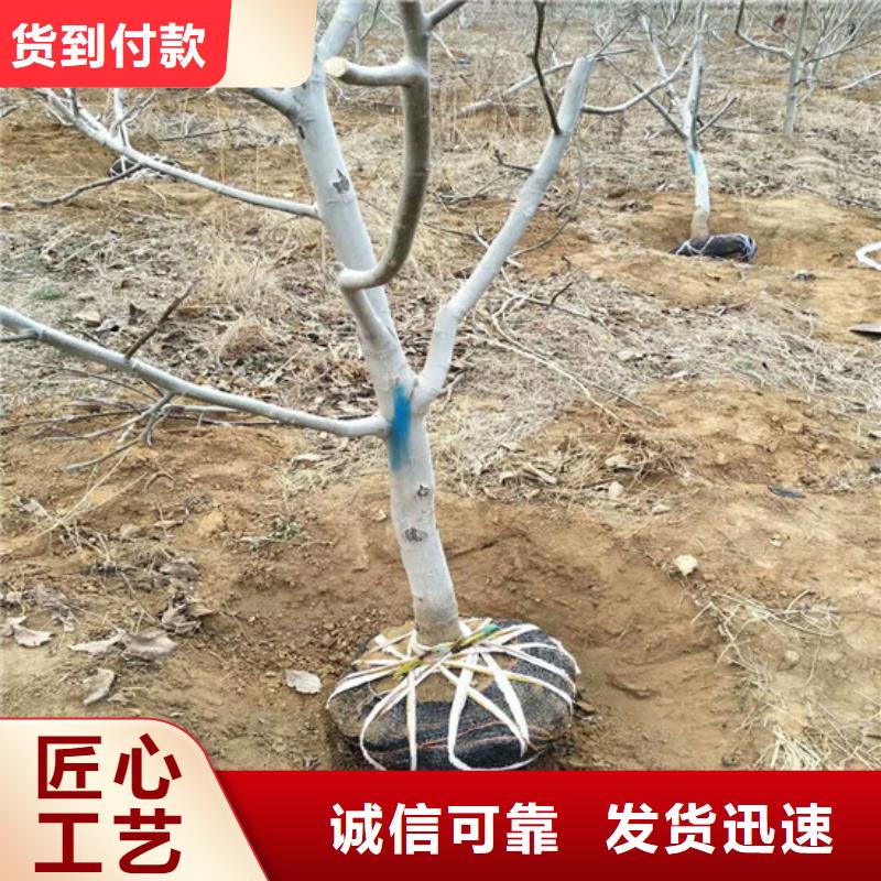 原生核桃树苗种植条件