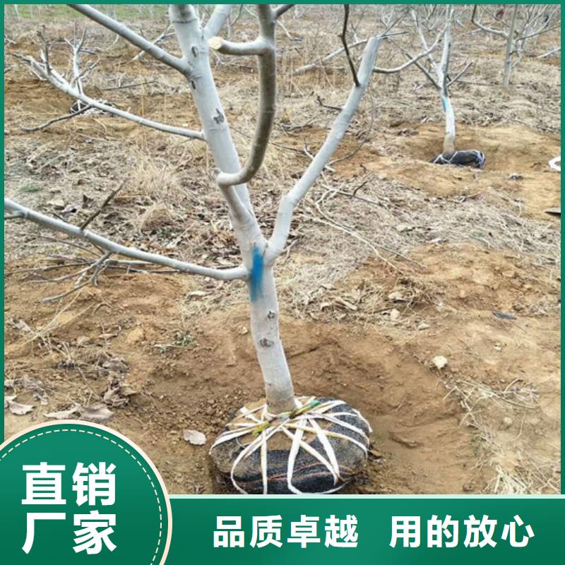 核桃苗,大棚草莓苗货真价实