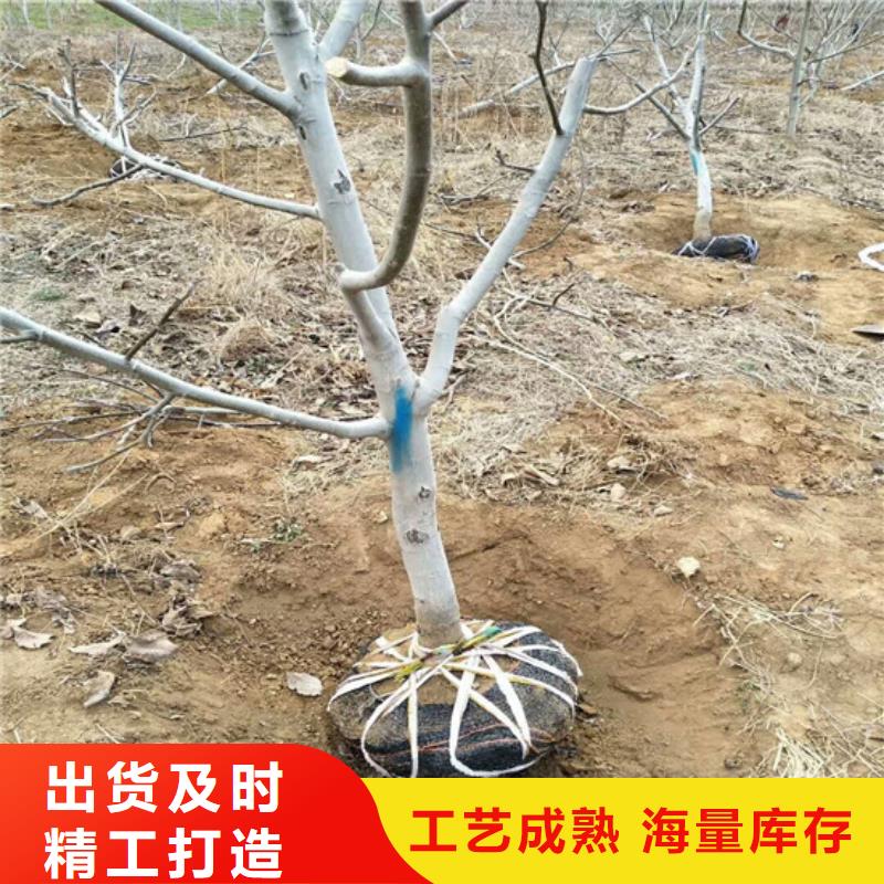 【核桃苗】-蓝宝石葡萄树苗优选原材