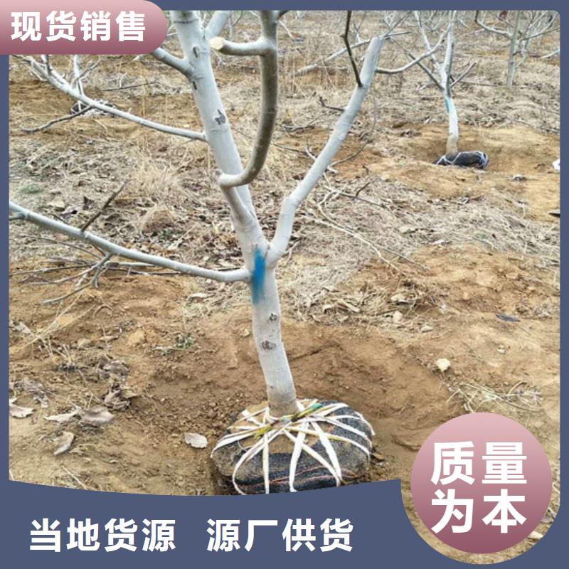 8518核桃苗培育基地