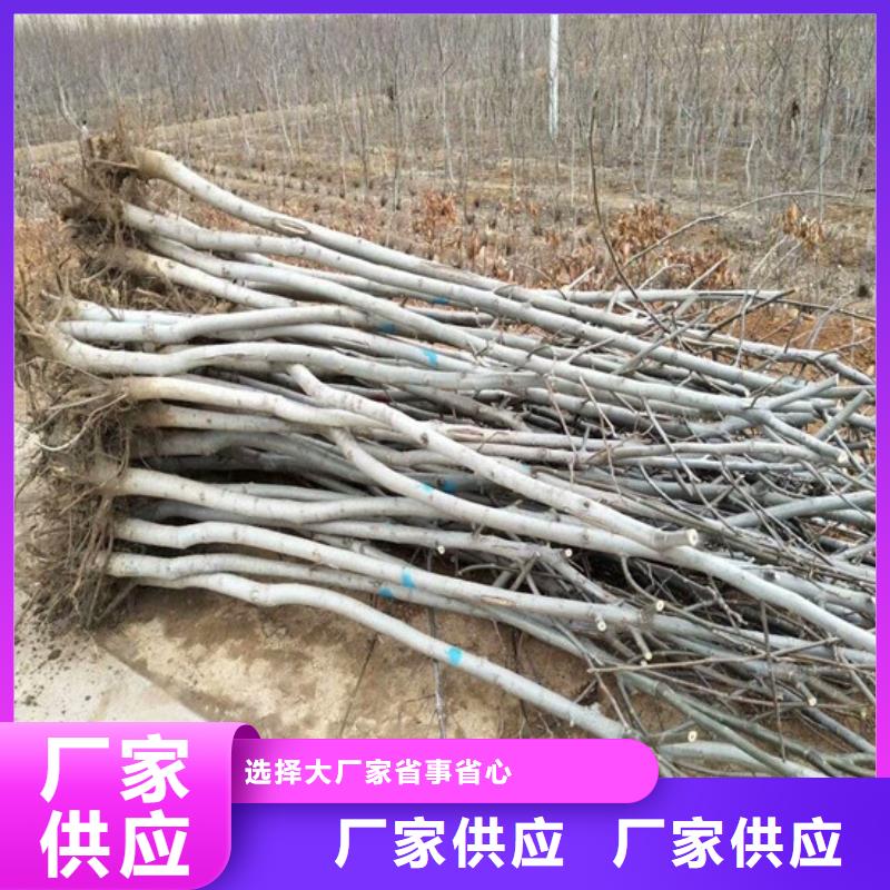 丰香核桃树苗基地批发