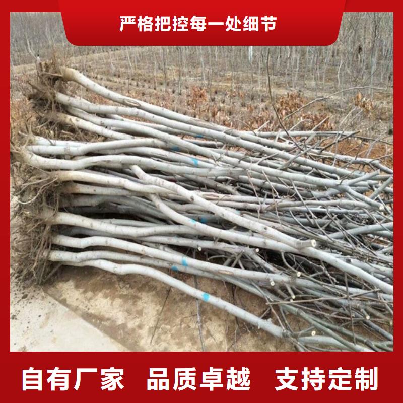 核桃苗-苹果苗款式新颖
