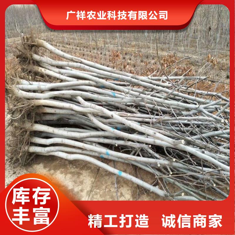 核桃苗黄金苹果树苗性能稳定