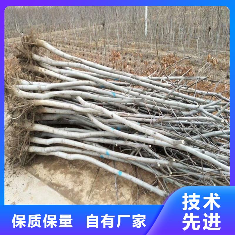 核桃苗樱桃苗基地现货充裕