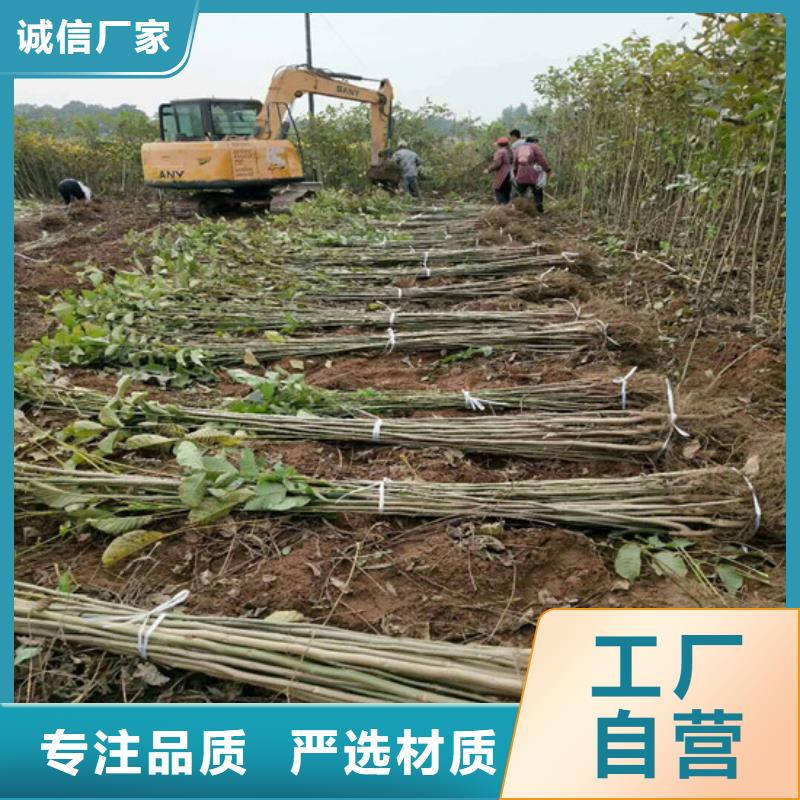 核桃苗樱桃苗基地多年经验值得信赖