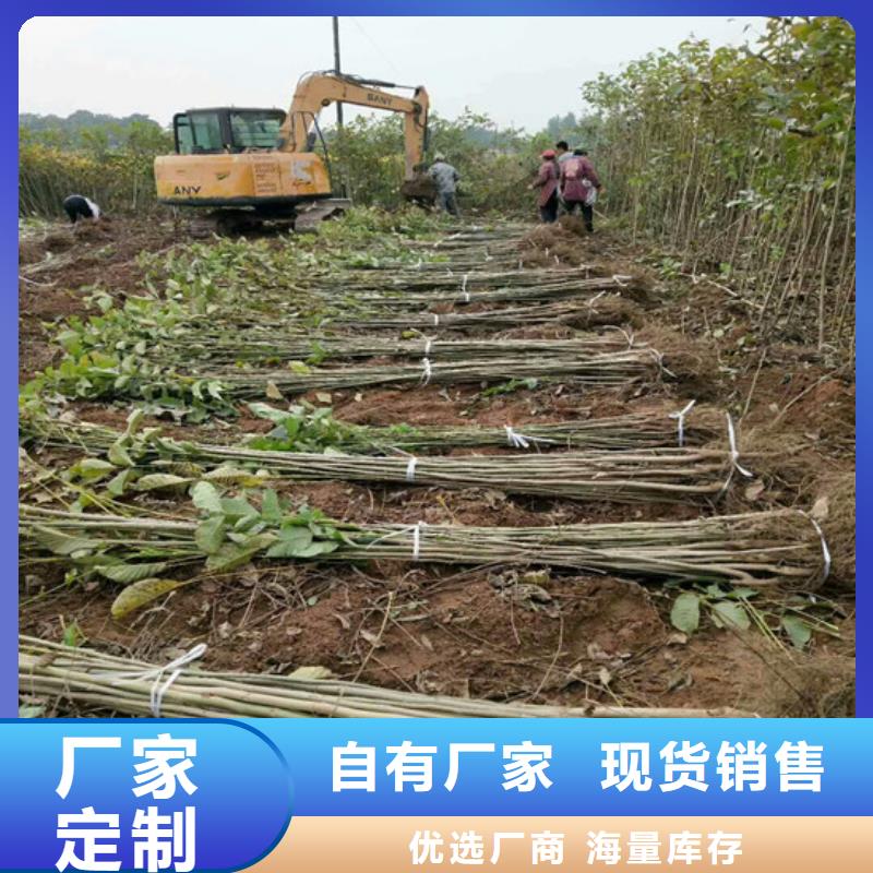 【核桃苗】果树苗批发基地源厂定制