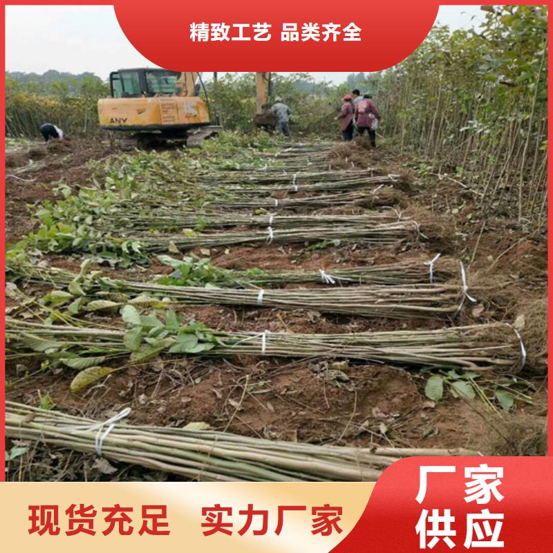 8518核桃苗批发