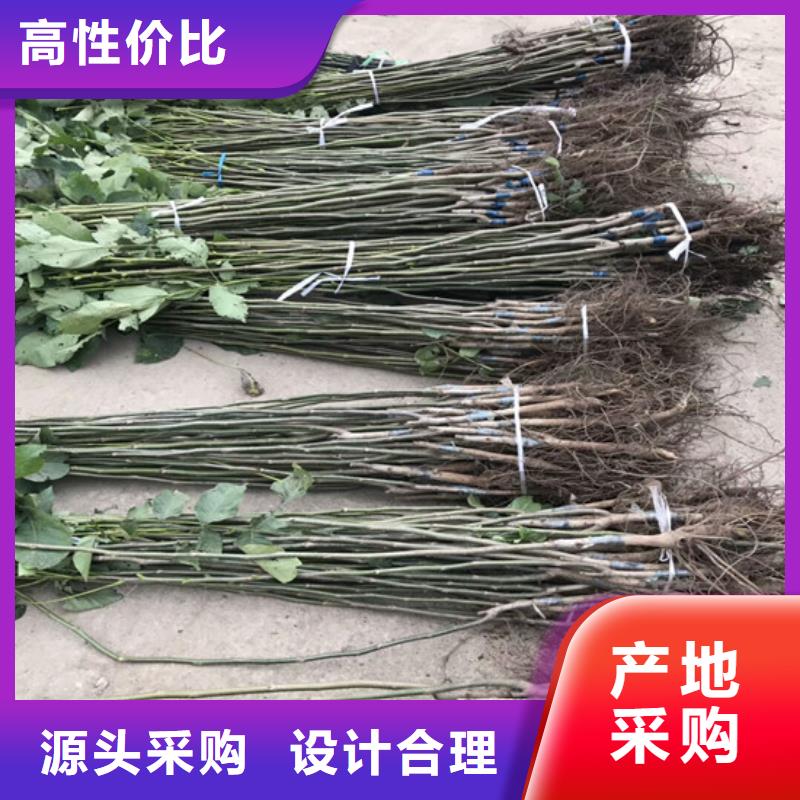 核桃苗大棚草莓苗厂家拥有先进的设备