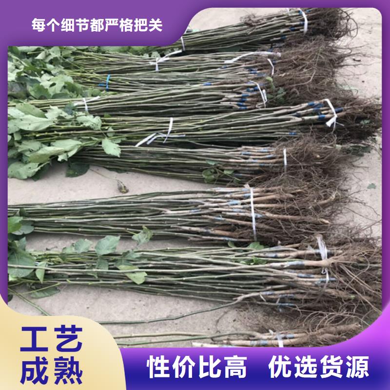 核桃苗苹果苗基地种类丰富