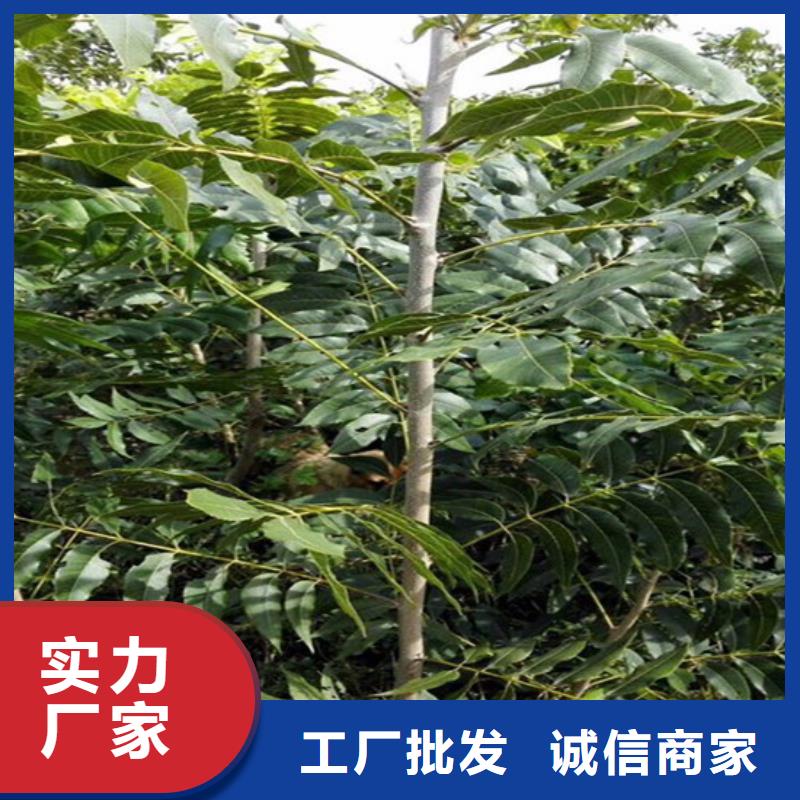 【核桃苗梨树苗多行业适用】