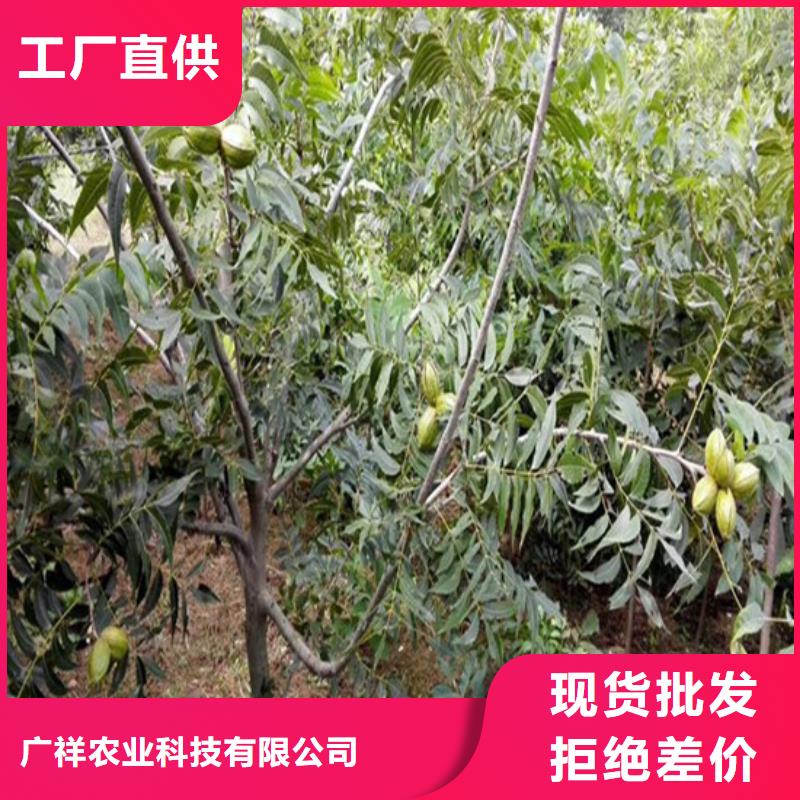 【核桃苗】板栗苗满足您多种采购需求