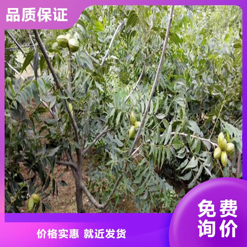 核桃苗-草莓经久耐用